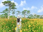 超出片！橫琴花海長廊又有花海盛放！趕緊去打卡~